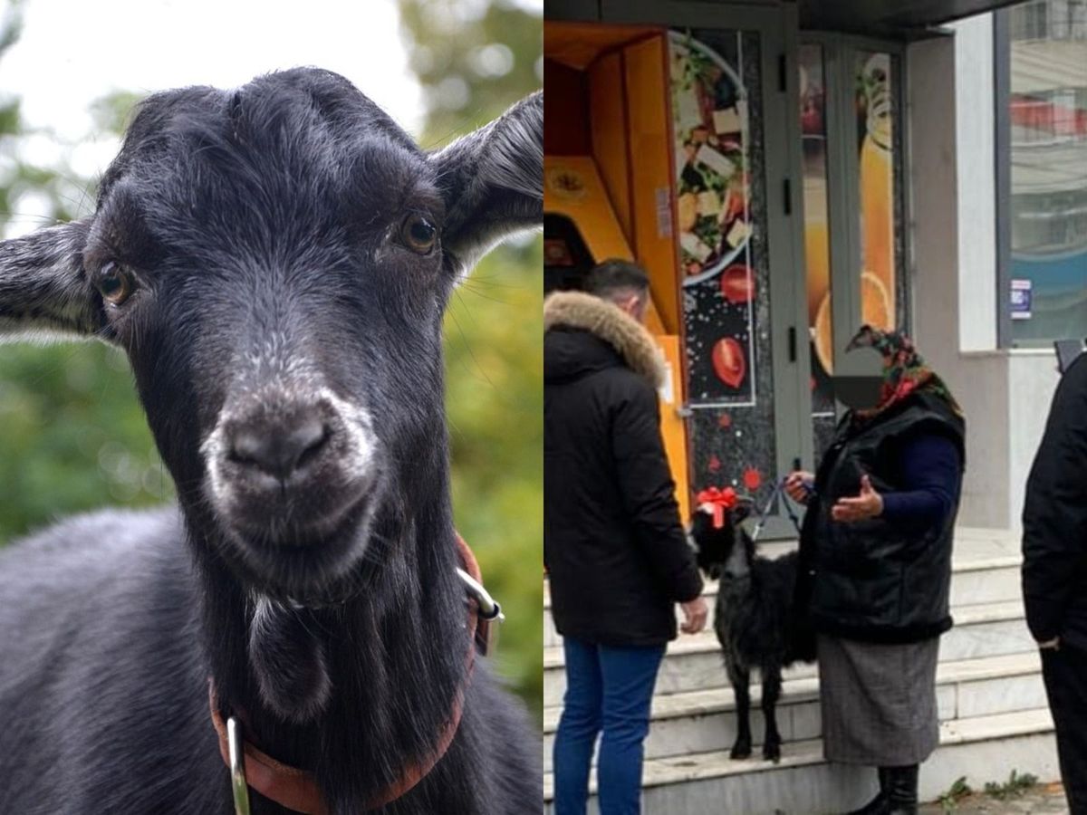 O bătrânică din Focşani a scos capra la vânzare, în schimbul unui bitcoin