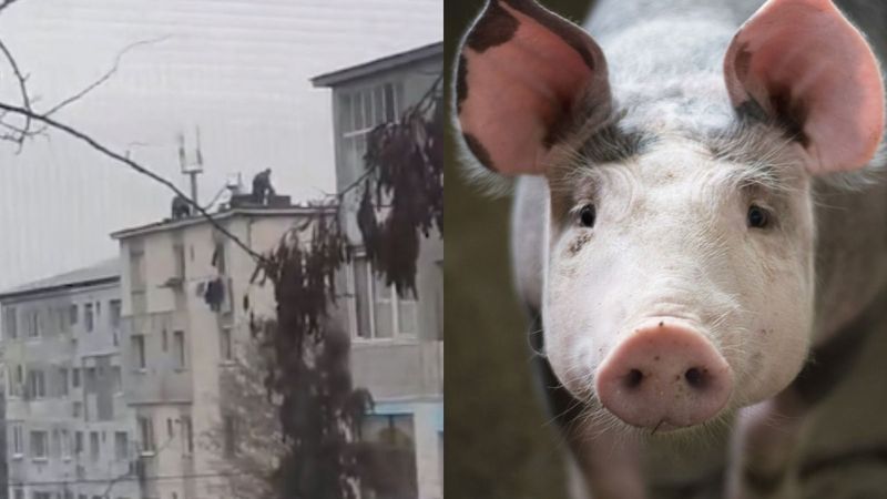 VIDEO: Isprava unor oameni din Baia Mare. Au tăiat și p&acirc;rlit porcul de Crăciun pe acoperişul unui bloc