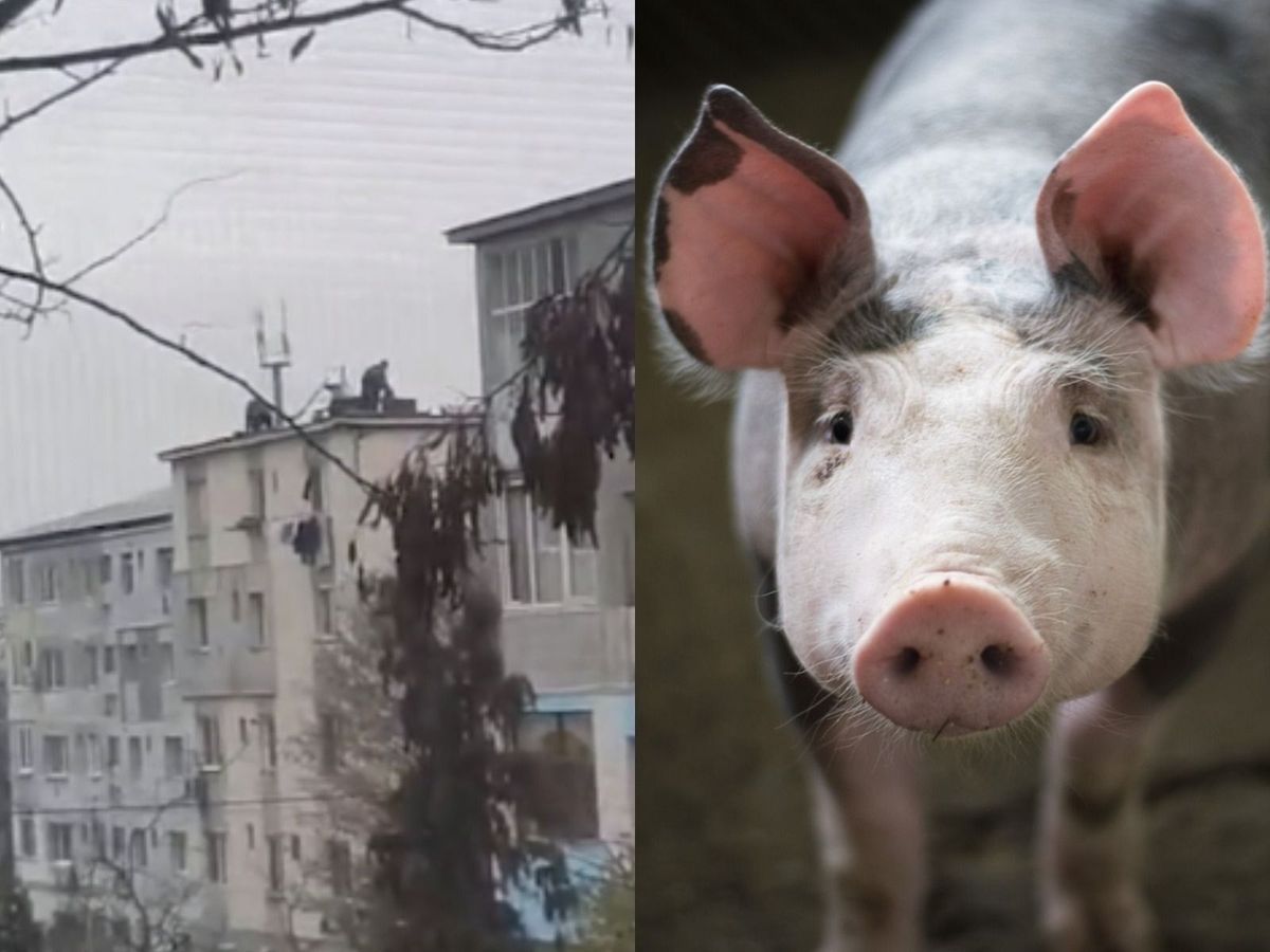 Au tăiat și p&acirc;rlit porcul de Crăciun pe acoperişul unui bloc