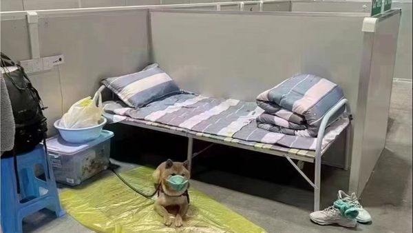 Dimineața Nebună: Un câine a fost trimis în carantină, cu mască de protecție, după ce l-au depistat cu COVID: „Nu este o scuză” - AUDIO