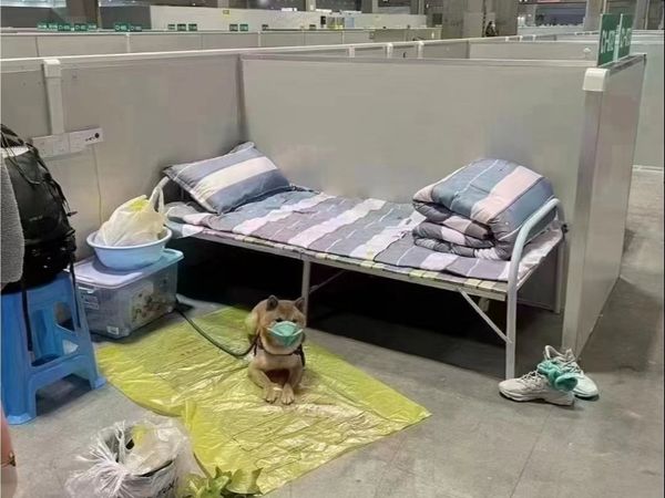 Dimineața Nebună: Un c&acirc;ine a fost trimis &icirc;n carantină, cu mască de protecție, după ce l-au depistat cu COVID: &bdquo;Nu este o scuză&rdquo; - AUDIO