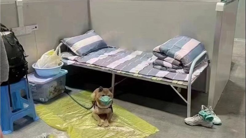 Dimineața Nebună: Un c&acirc;ine a fost trimis &icirc;n carantină, cu mască de protecție, după ce l-au depistat cu COVID: &bdquo;Nu este o scuză&rdquo; - AUDIO