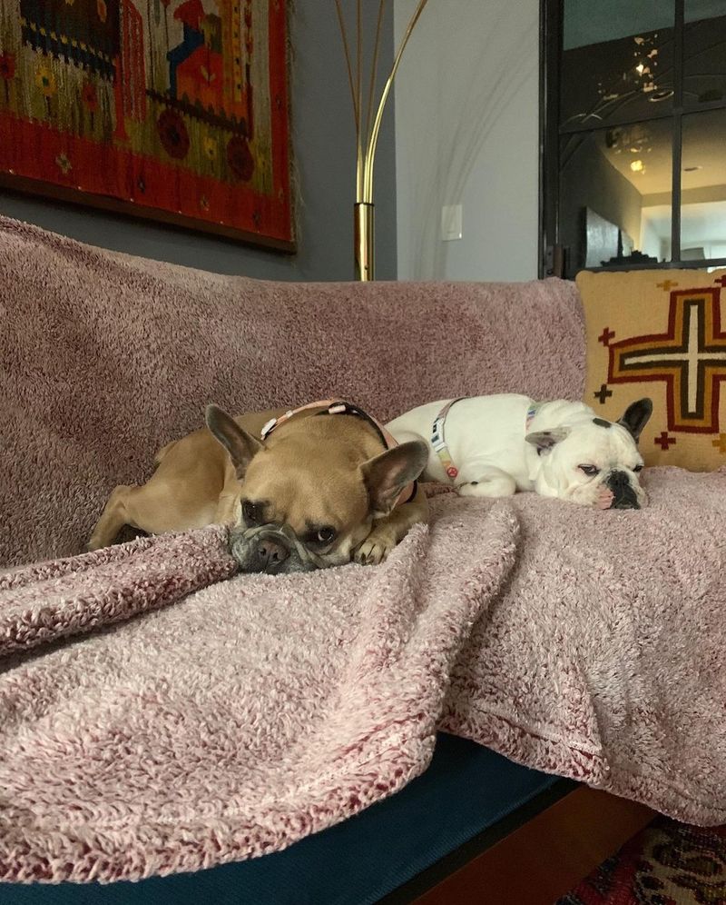 Unul dintre răpitorii câinilor lui Lady Gaga a fost condamnat la 21 de ani de închisoare. Bărbatul a pledat vinovat de tentativă de omor