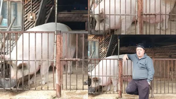 Dimineața nebună: Jardel este cel mai mare porc din România. Cu se sumă este de acord proprietarul să-l vândă - AUDIO