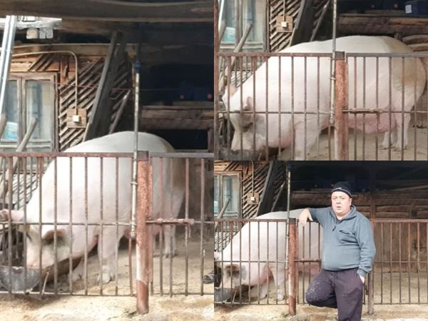 Dimineața nebună: Jardel este cel mai mare porc din Rom&acirc;nia. Cu se sumă este de acord proprietarul să-l v&acirc;ndă - AUDIO