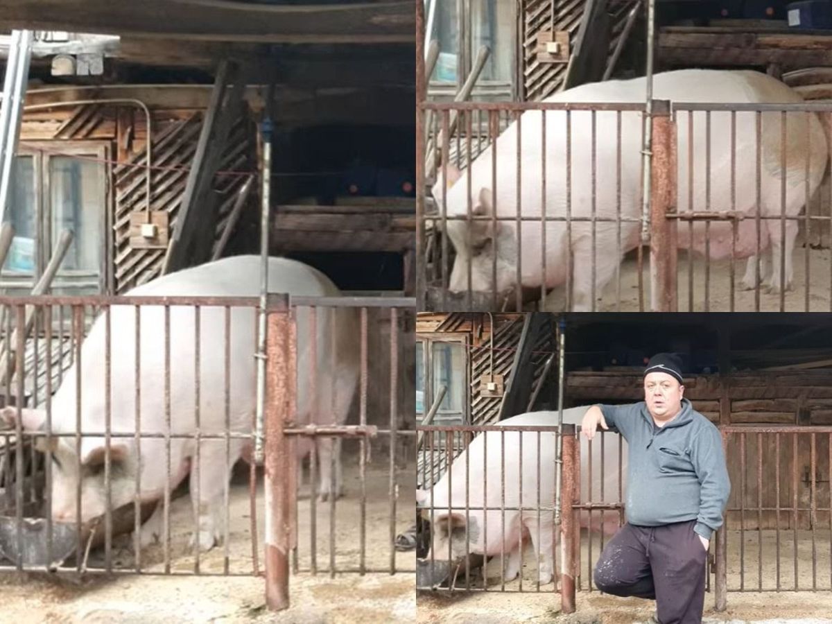 Jardel este cel mai mare porc din România.