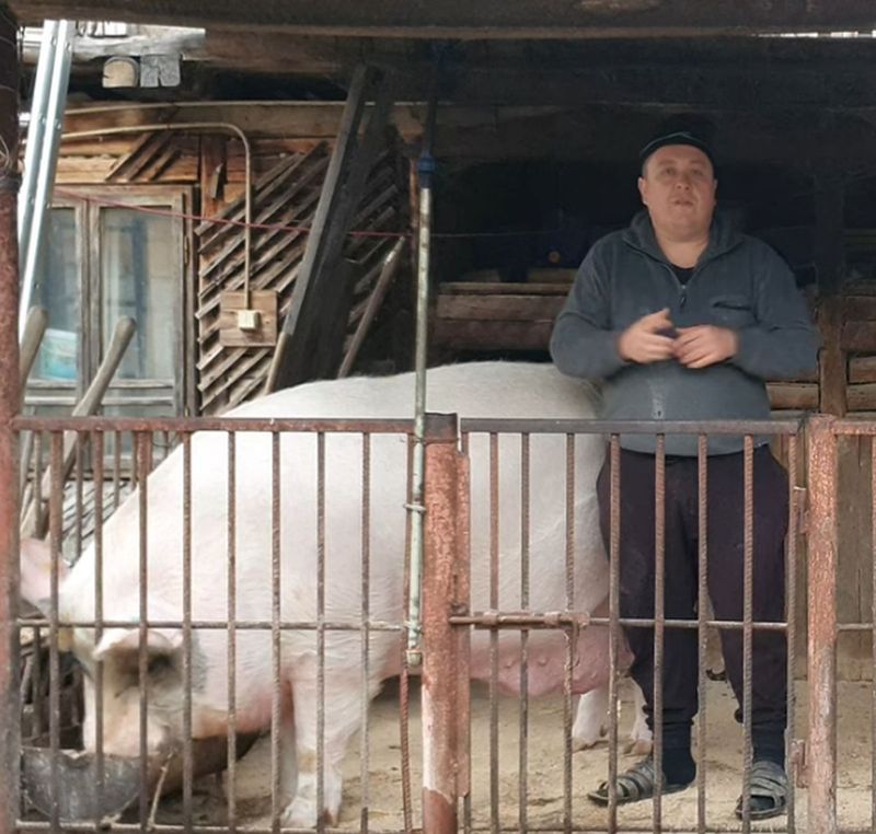 Jardel este cel mai mare porc din România.