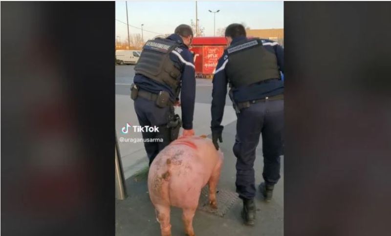 Dimineața Nebună. Imagini virale cu un porc salvat de la tăiere de jandarmi. Audio 