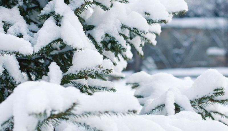 Vremea de Crăciun 2022: Vom avea sau nu zăpadă?