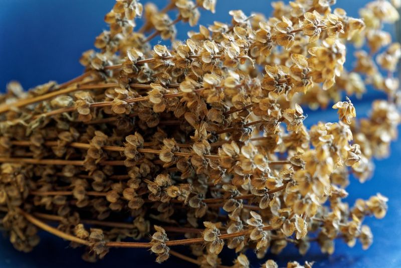 Ce semnificație are, de fapt, busuiocul de Bobotează? Tradiții legate de această plantă cu puteri magice