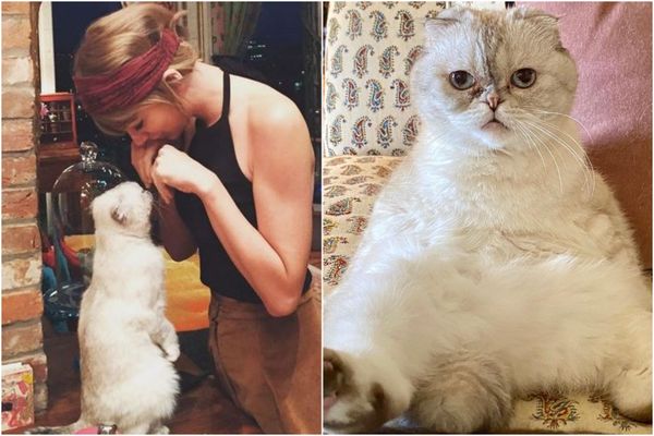Pisica lui Taylor Swift, &icirc;n topul celor mai bogate animale din lume. Iată ce avere are