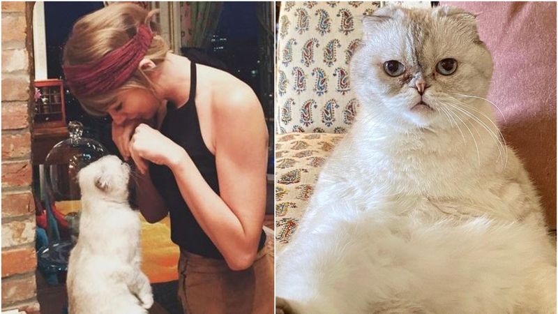 Pisica lui Taylor Swift, &icirc;n topul celor mai bogate animale din lume. Iată ce avere are