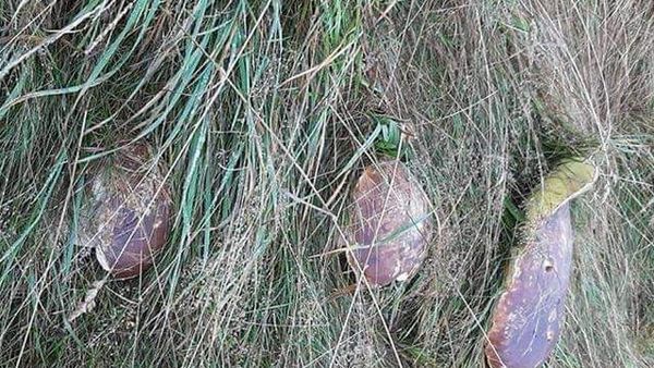 Un bărbat a făcut descoperirea vieții lui! Ce a găsit în pădure la Poiana Brașov: „Prietenii mei nu m-au crezut nicio secundă”