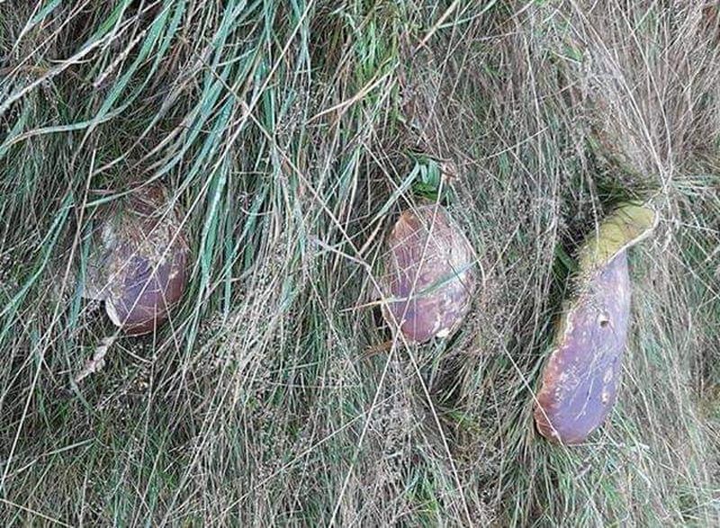 Un brașovean a făcut descoperirea vieții lui! Ce a găsit Marius Sav în pădure la Poiana Brașov: „Prietenii mei nu m-au crezut nicio secundă”