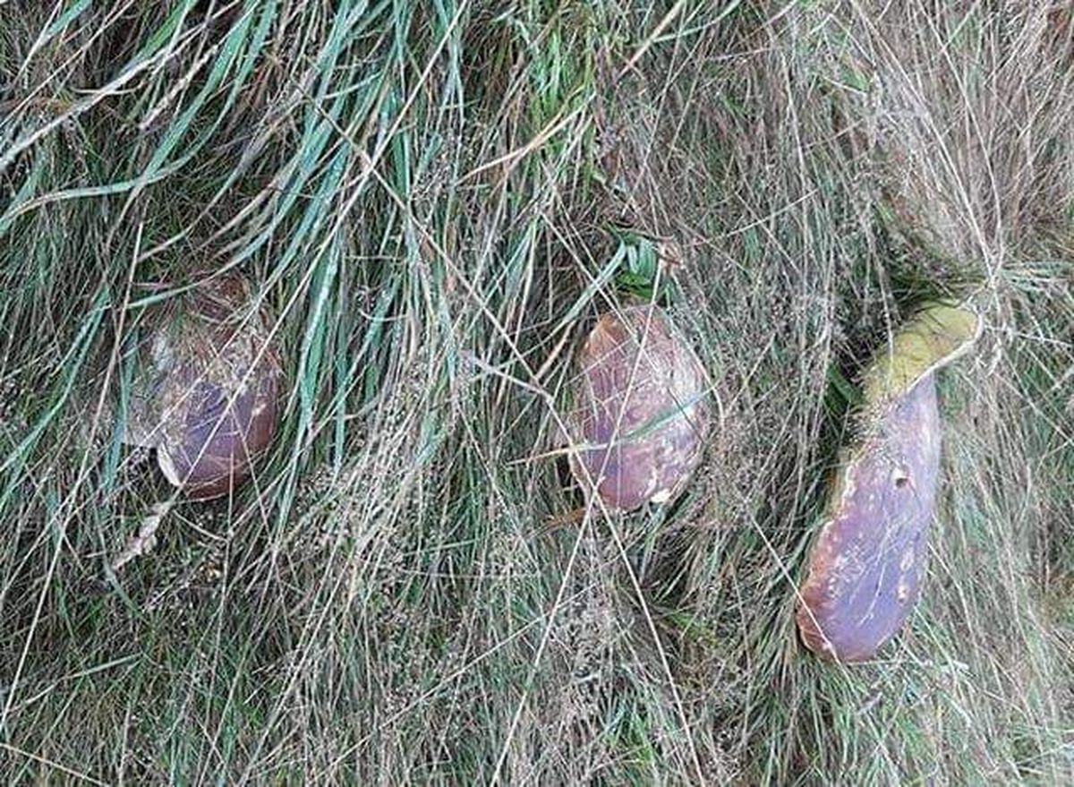 Un brașovean a făcut descoperirea vieții lui! Ce a găsit Marius Sav în pădure la Poiana Brașov: „Prietenii mei nu m-au crezut nicio secundă”