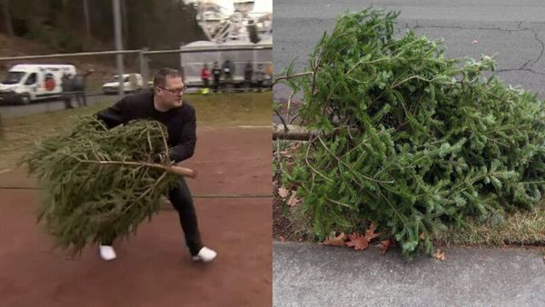 Dimineața Nebună: Atenție, cad brazi! A fost organizat un campionat de aruncat pomii ce au stat împodobiți în casele oamenilor - AUDIO