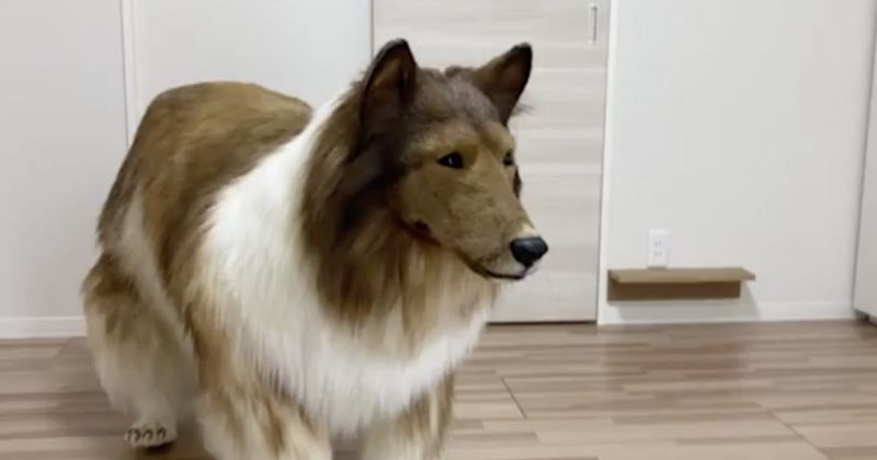 Un japonez a plătit o sumă fabuloasă pentru a deveni câine