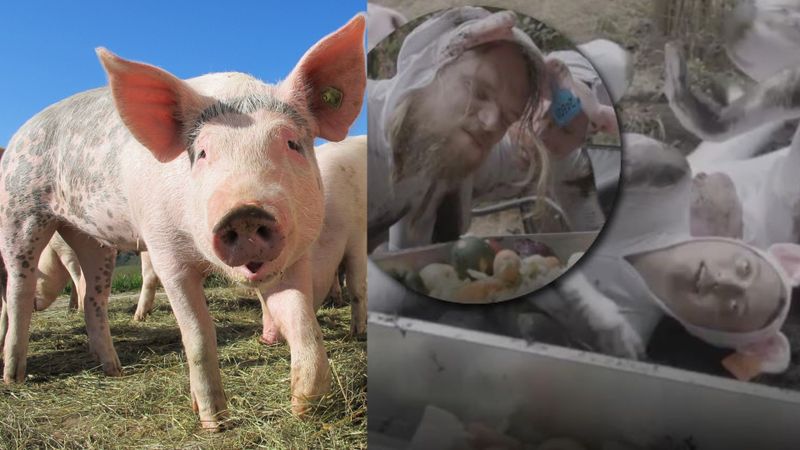 Oamenii care plătesc sume fabuloase de bani ca să trăiască ca un porc. Măn&acirc;ncă de pe jos și se tăvălesc &icirc;n noroi