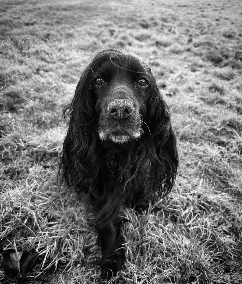 James Middleton a anuntat moartea cainelui sau, Ella