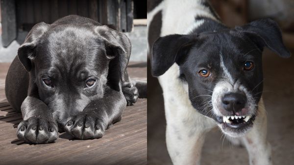 Ce să faci dacă ești atacat de câini agresivi