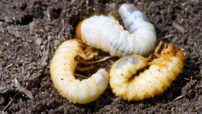 Larva gândacului de bălegar