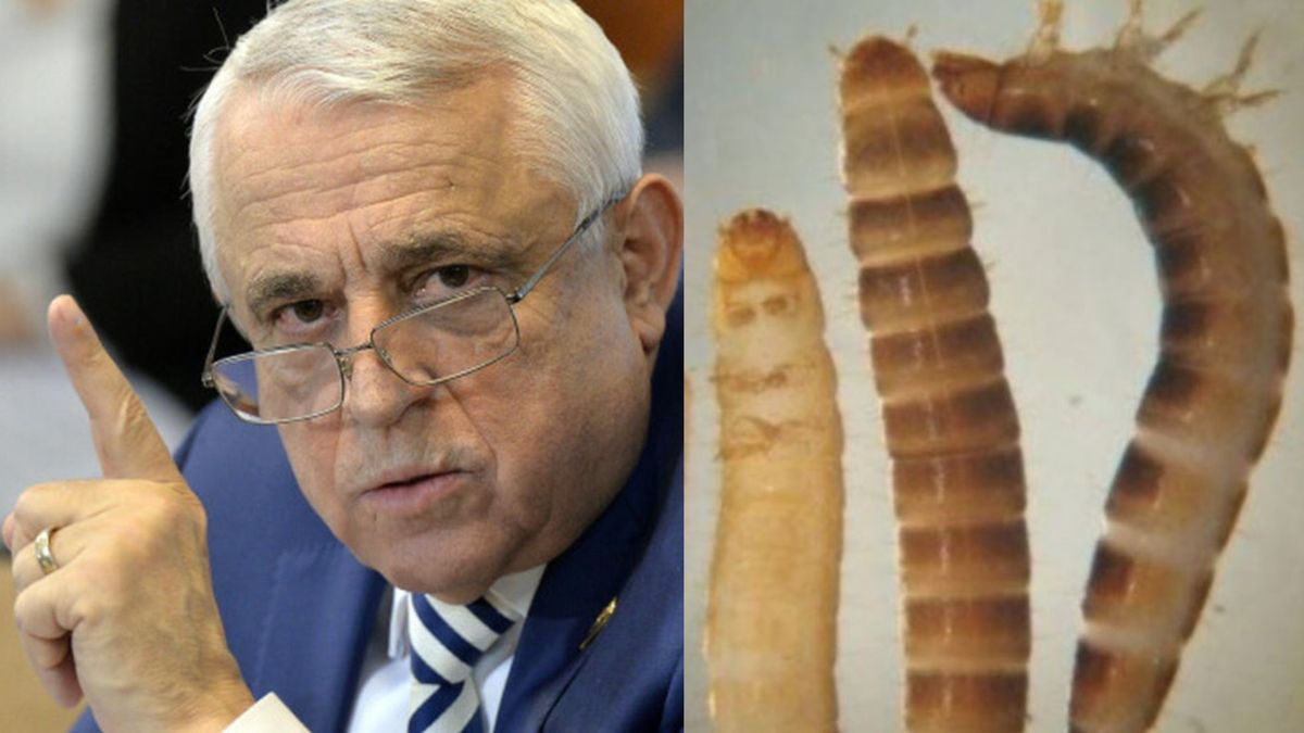 Petre Daea, despre larvele de gândac de bălegar