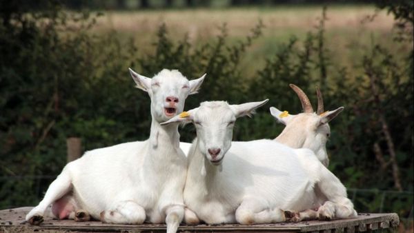 Dimineața Nebună: Directorul unei grădini zoologice, acuzat că a ordonat ca niște capre rare să fie ucise și gătite pentru o petrecere - AUDIO