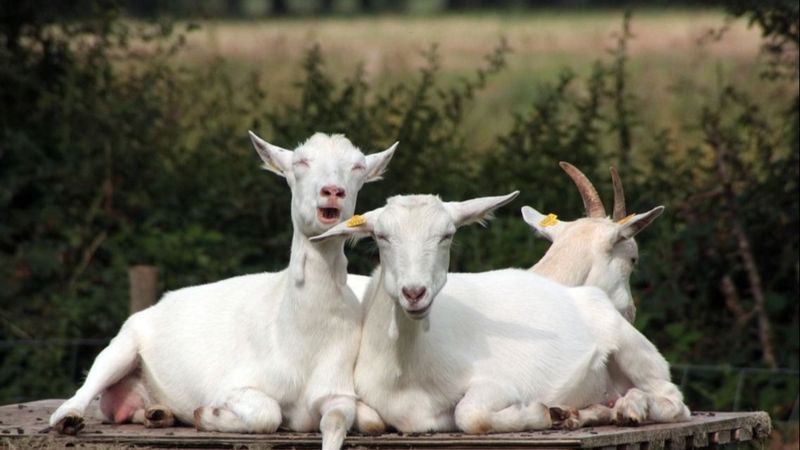 Dimineața Nebună: Directorul unei grădini zoologice, acuzat că a ordonat ca niște capre rare să fie ucise și gătite pentru o petrecere - AUDIO