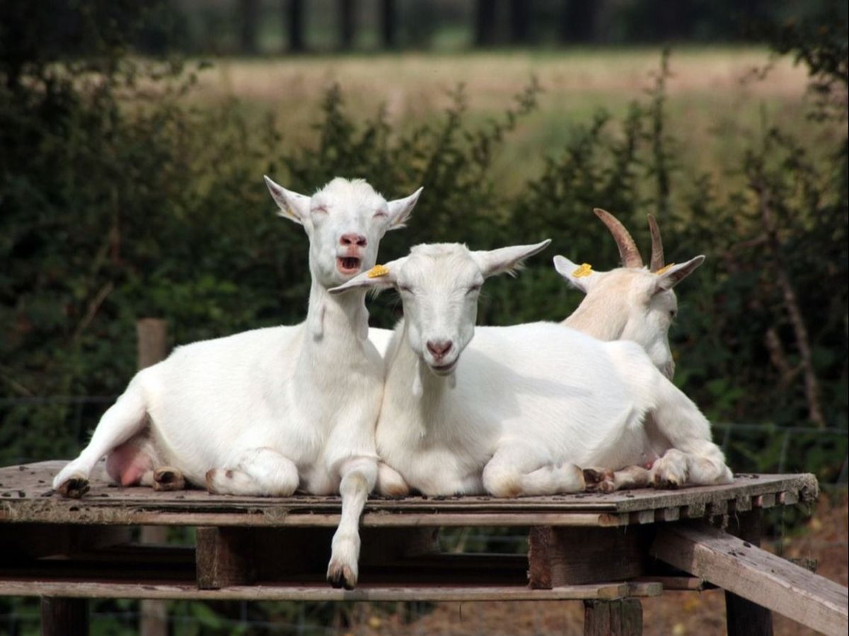 Directorul unei grădini zoologice din Mexic este acuzat că a ucis patru capre pigmeu