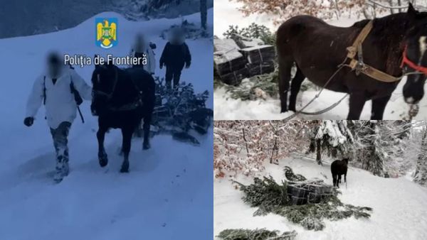 Dimineața Nebună: Țigări de contrabandă transportate cu ajutorul unui cal. Cum i-au prins vameşii pe traficanți - AUDIO