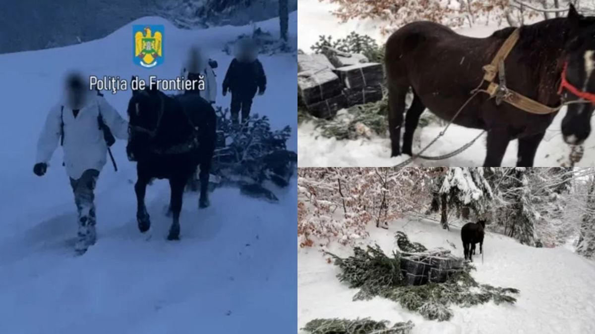 Țigări de contrabandă transportate cu ajutorul unui cal