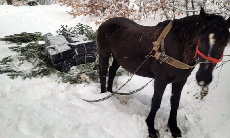 Țigări de contrabandă transportate cu ajutorul unui cal
