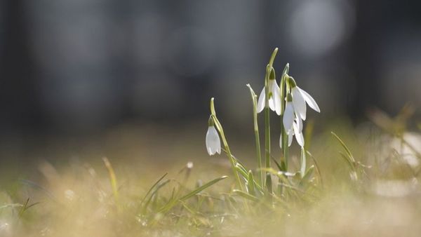 Vremea în weekendul 18-19 februarie 2023: Vine primăvara! Vom avea temperaturi de 18 grade Celsius