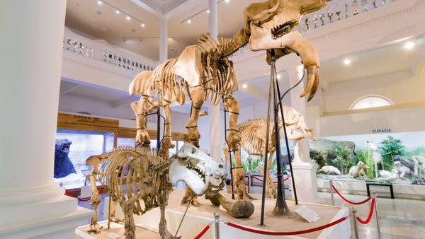 Intrare gratuită la Muzeul "Antipa" pentru doamne şi domnişoare, de 1 martie