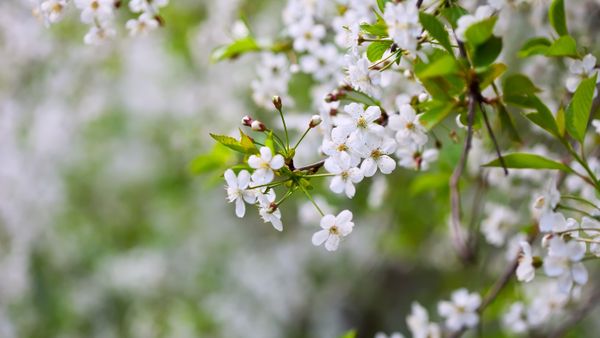 Prognoza meteo pentru weekendul 25 - 26 martie 2023: A venit primăvara în toată țară! Zonele în care temperaturile vor ajunge și la 22 de grade
