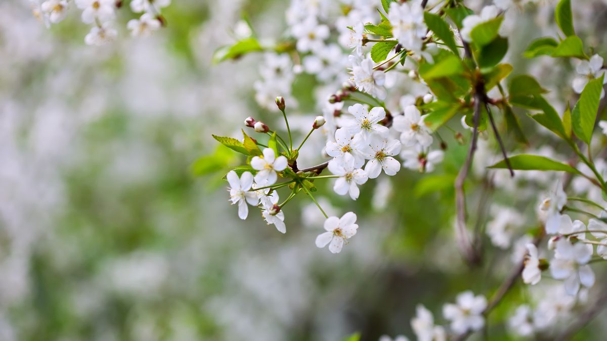 Prognoza meteo pentru weekendul 25 - 26 martie 2023: A venit primăvara în toată țară! Zonele în care temperaturile vor ajunge și la 22 de grade