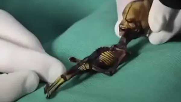 Misterul scheletului de „extraterestru” de 15 centimetri a fost în sfârșit rezolvat după ani de dezbateri