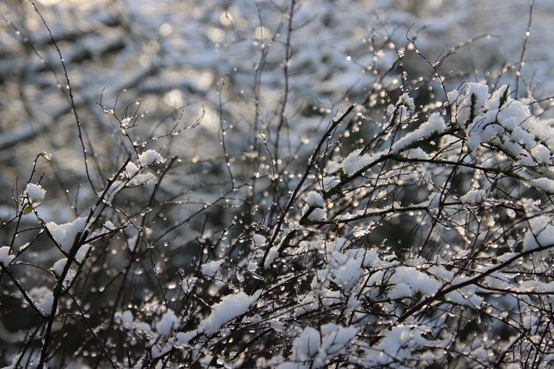 Se întoarce iarna în România! ANM anunță îngheț la sol și brumă. Prognoza meteo pentru următoarele zile