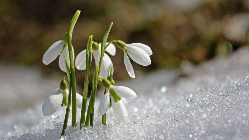 Se &icirc;ntoarce iarna &icirc;n Rom&acirc;nia! ANM anunță &icirc;ngheț la sol și brumă. Prognoza meteo pentru următoarele zile