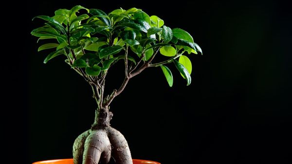 Proprietățile uimitoare ale ficusului ginseng, cel mai nou trend &icirc;n r&acirc;ndul plantelor de interior