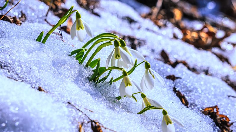 Iarnă în toată regula: Ninsori, viscol și vreme deosebit de rece în România! Anunțul meteorologilor