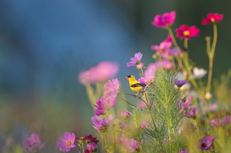 Floriile 2023: Este sărbătoare mare! Ce trebuie să faci în această zi pentru a avea noroc