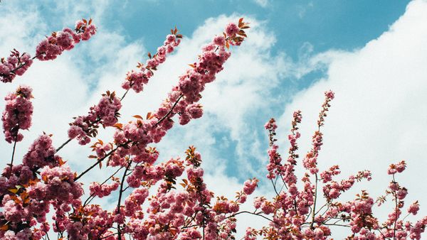 Vremea &icirc;n weekendul 8-9 aprilie 2023: Temperaturi neașteptate &icirc;n Duminica Floriilor