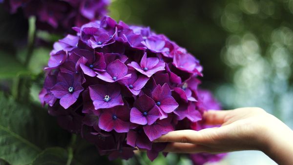 Ce plante nu trebuie să ții &icirc;n casă? Aduc mare ghinion!