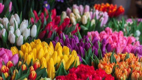 Simfonia Lalelelor 2023: &Icirc;n ce weekend are loc cel mai cunoscut eveniment din Pitești?