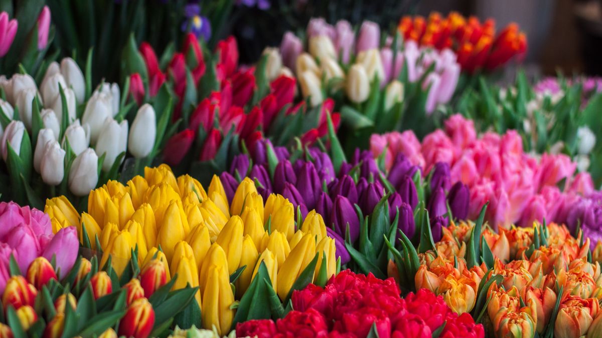 Simfonia Lalelelor 2023: În ce weekend are loc cel mai cunoscut eveniment din Pitești?