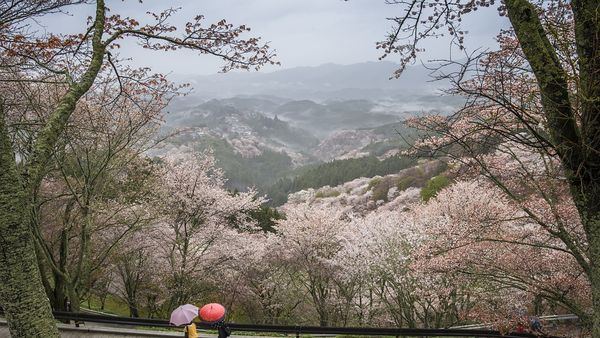 Jumătate de ţară se află sub cod galben de vijelii şi ploi începând de la prânz .Cum va fi vremea în Bucureşti