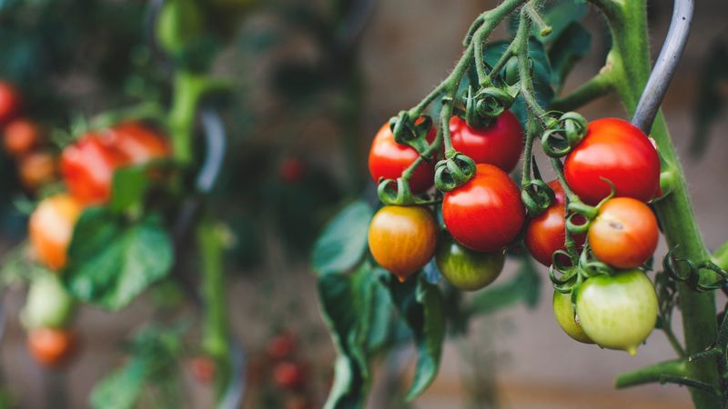 Cum să deosebești roșiile coapte natural de cele toxice. Detaliul la care trebuie sa fii atent &icirc;ntotdeauna