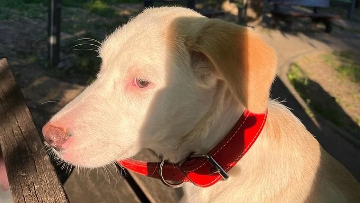 Poveste Murei, catelusa care-si poarta tristetea si destinul in ochi