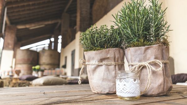 Ce plante trebuie să ai &icirc;n casa pentru a ține ț&acirc;nțarii la distanță